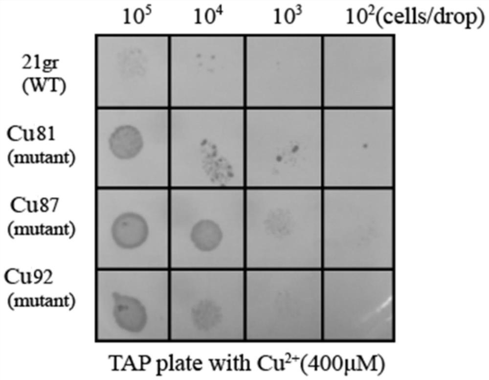 Chlamydomonas reinhardtii strains capable of efficiently adsorbing copper ions