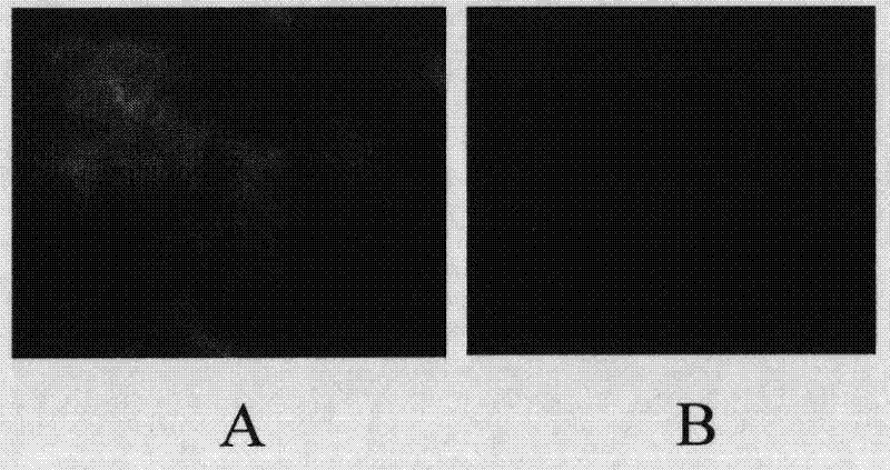 Canine distemper attenuated vaccine strain and application thereof