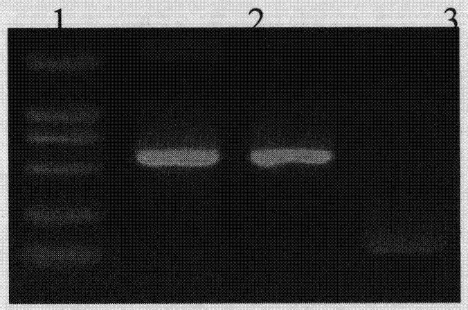 Canine distemper attenuated vaccine strain and application thereof