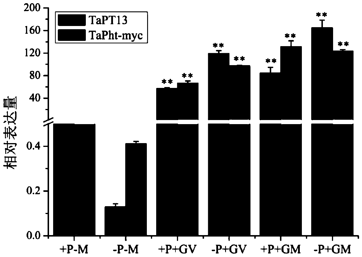 Application of TaPT13 gene in improving resistance of plants to Gaeumannomyces graminis var. tritici J. Walker