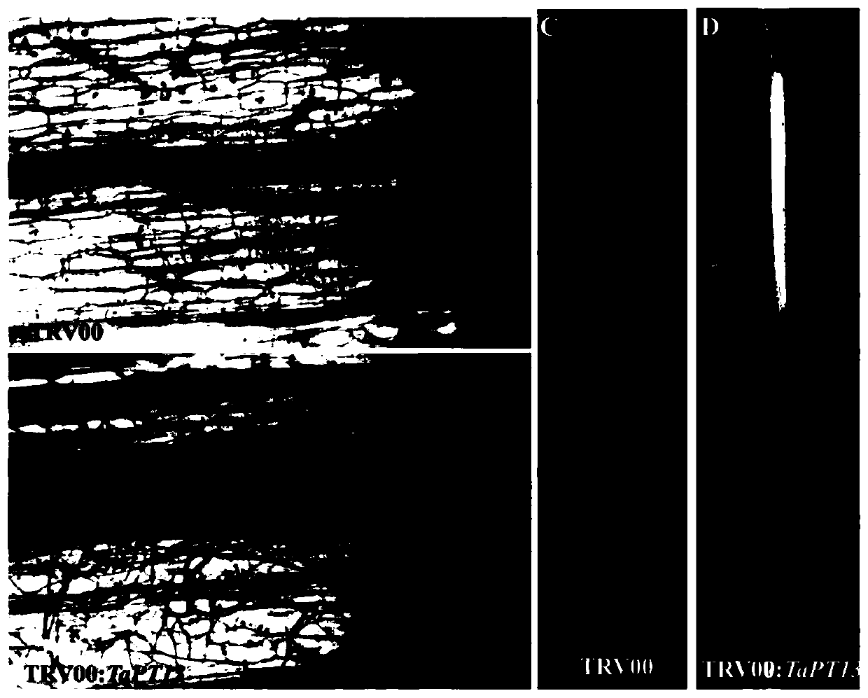 Application of TaPT13 gene in improving resistance of plants to Gaeumannomyces graminis var. tritici J. Walker