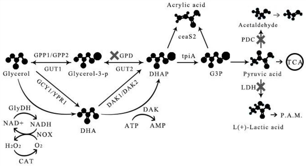 A method for producing acrylic acid by fermentation of Saccharomyces cerevisiae