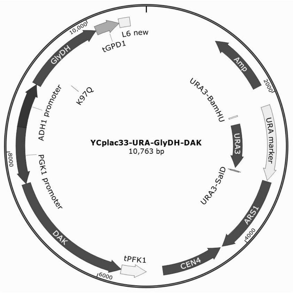 A method for producing acrylic acid by fermentation of Saccharomyces cerevisiae