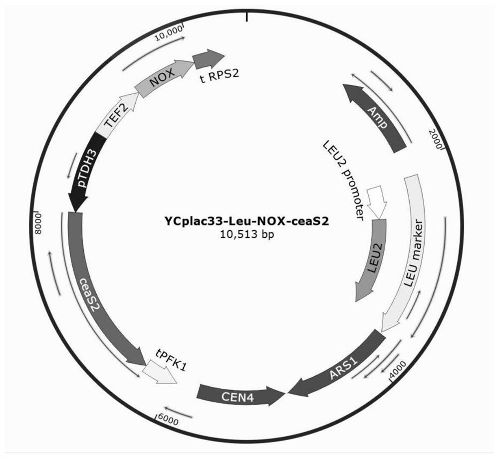 A method for producing acrylic acid by fermentation of Saccharomyces cerevisiae