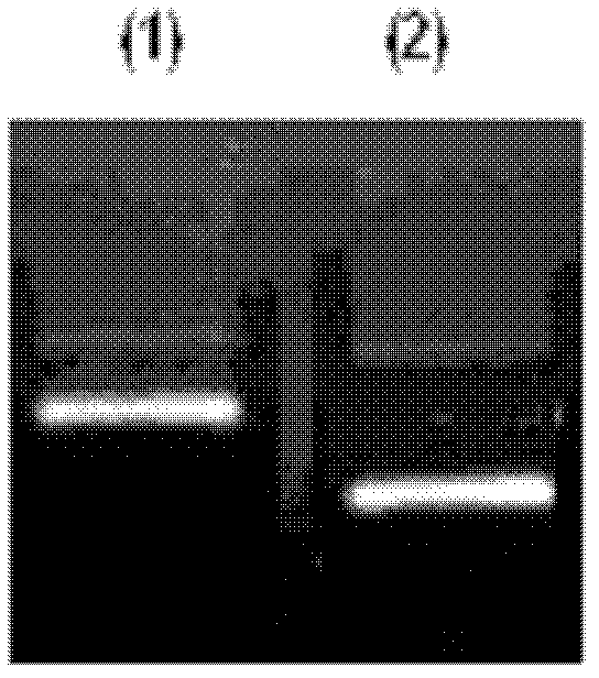 A dna sequencing method for shortening dna template and its application