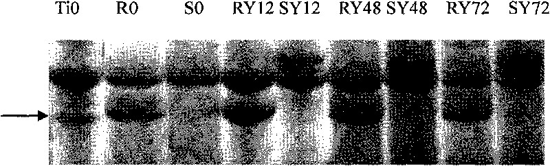 Plant yellow dwarf resistance-associated protein, coding gene and application thereof