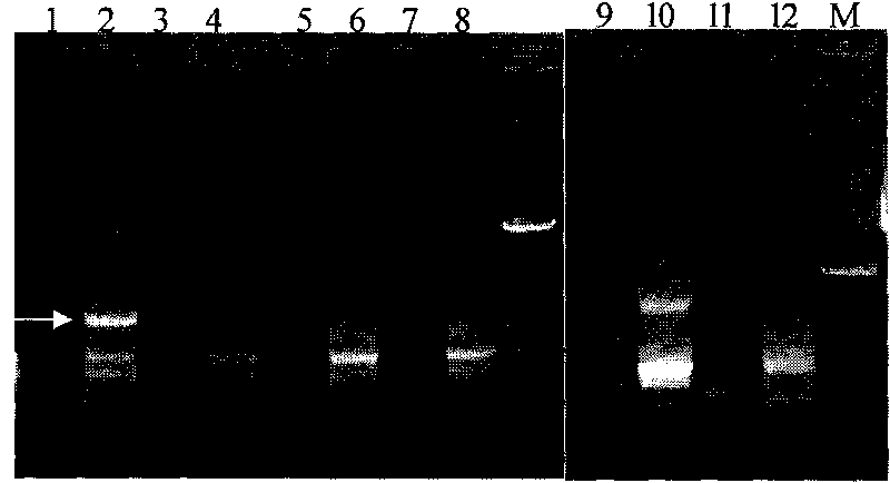 Plant yellow dwarf resistance-associated protein, coding gene and application thereof