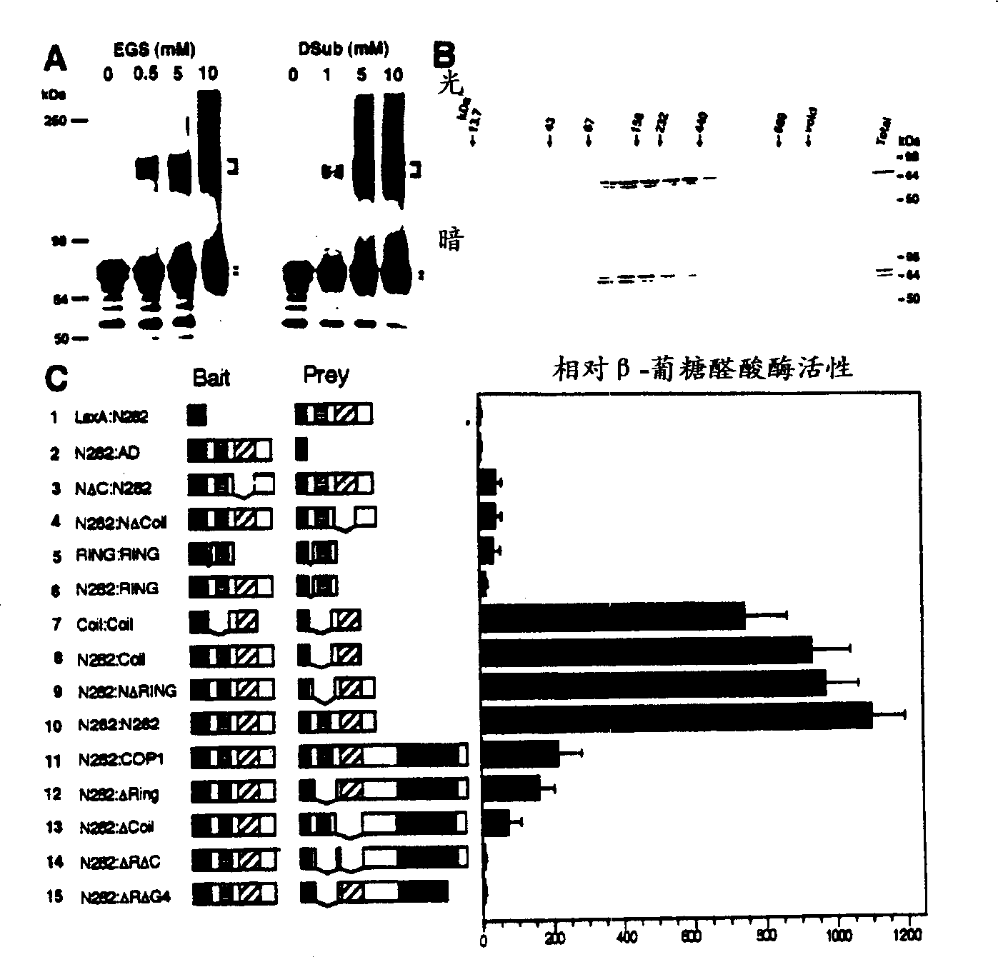 Plants and plants cells encoding wild type COP1 gene and coil domain thereof