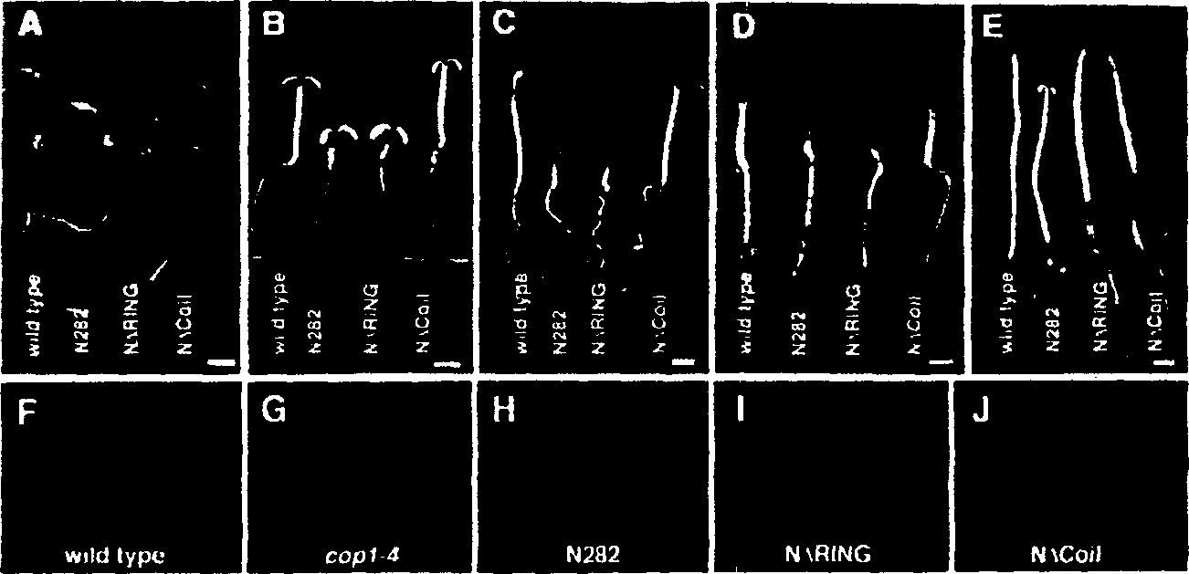 Plants and plants cells encoding wild type COP1 gene and coil domain thereof