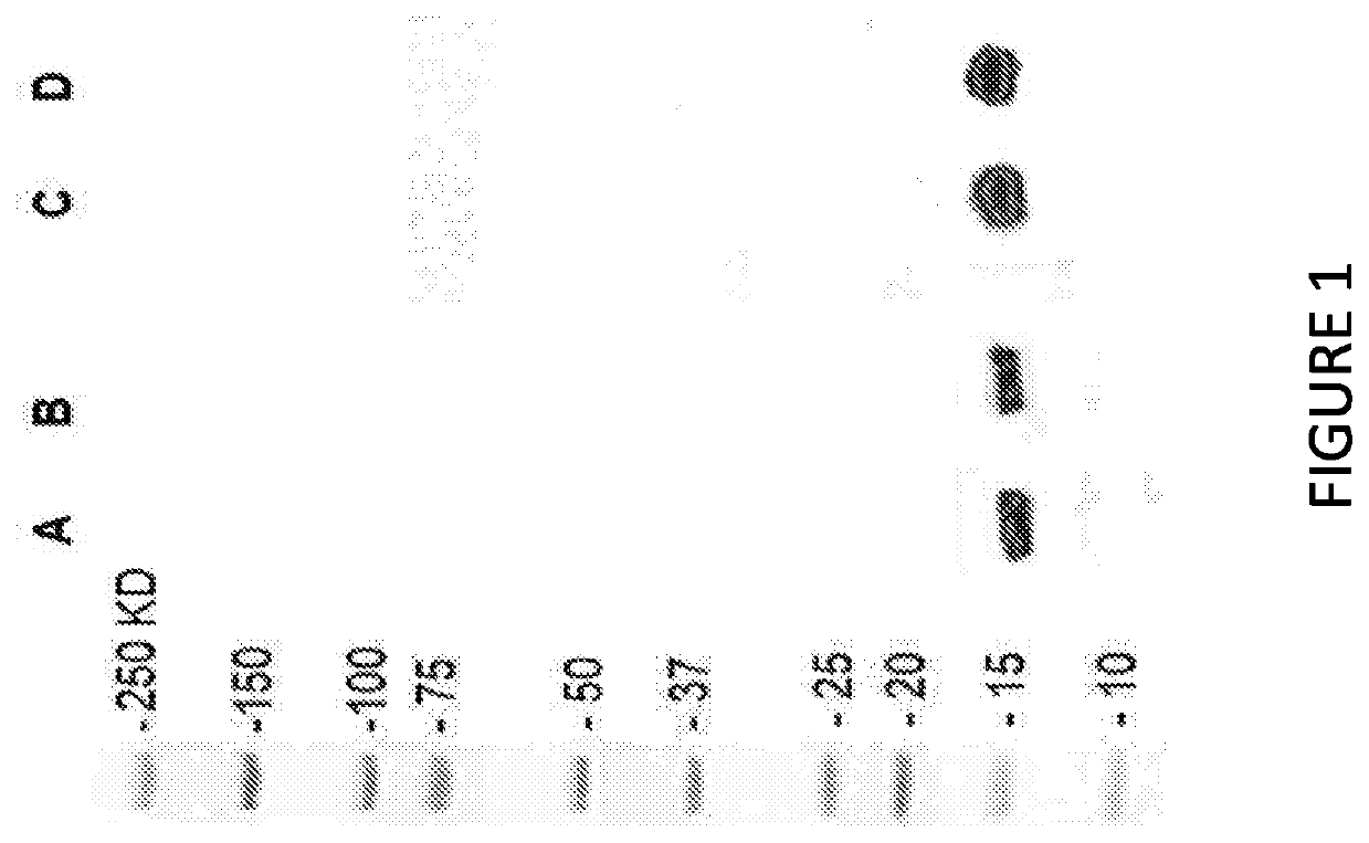 Radiolabeled biomolecules and their use