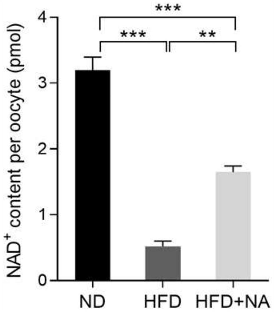 Application of nicotinic acid in preparation of medicine for treating and/or preventing fertility disorder of obese women