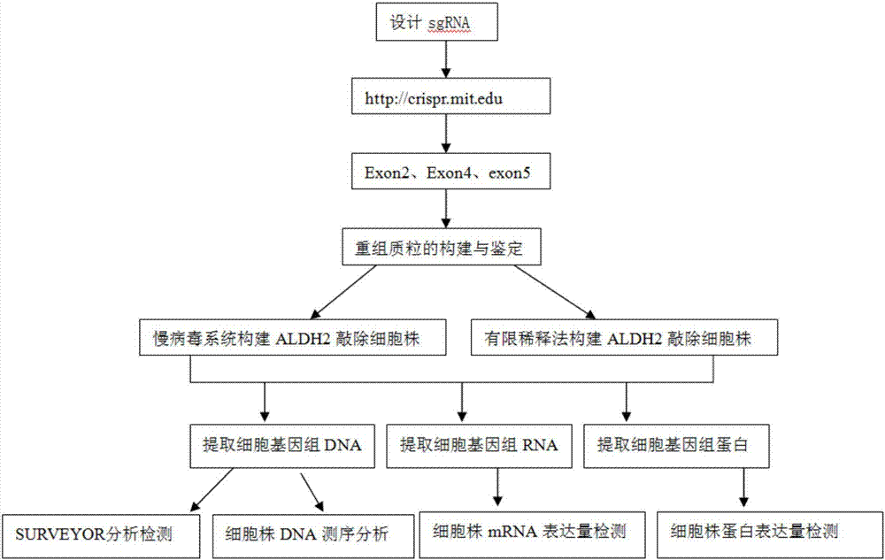 Construction method and application of sg RNA and ALDH2 gene deletion cell strains used for knocking out human ALDH2 gene