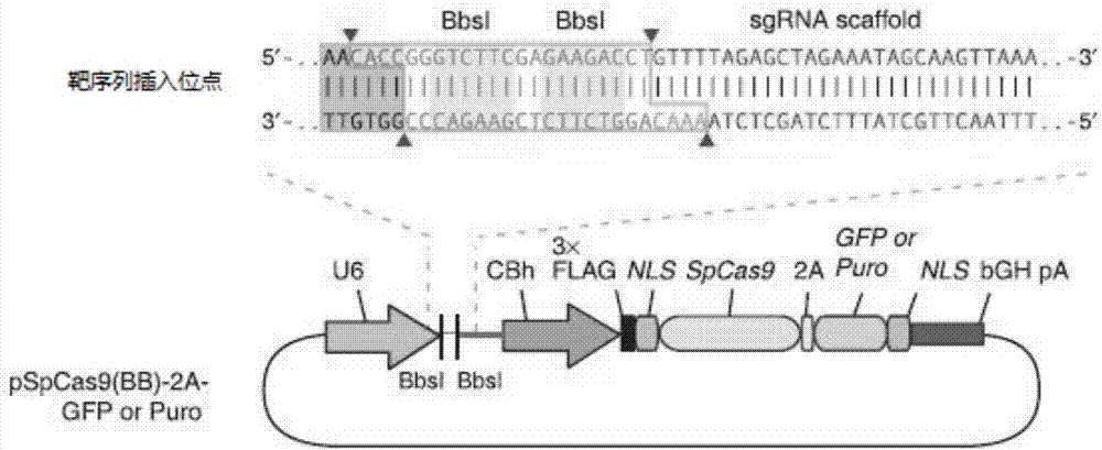 Construction method and application of sg RNA and ALDH2 gene deletion cell strains used for knocking out human ALDH2 gene