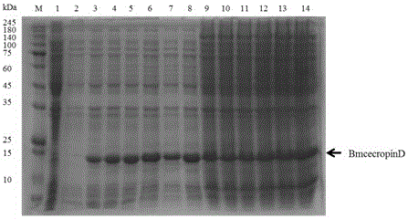 Method for efficiently expressing Bombyx mori recombinant antibacterial peptides by using lactose culture medium