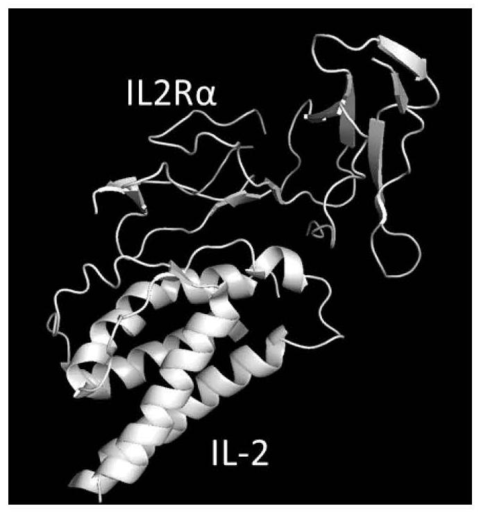 Interleukin-2 mutant