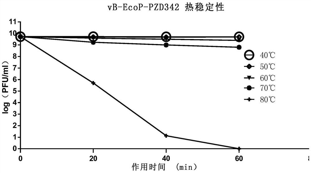 Piglet diarrhea coliphage and application thereof