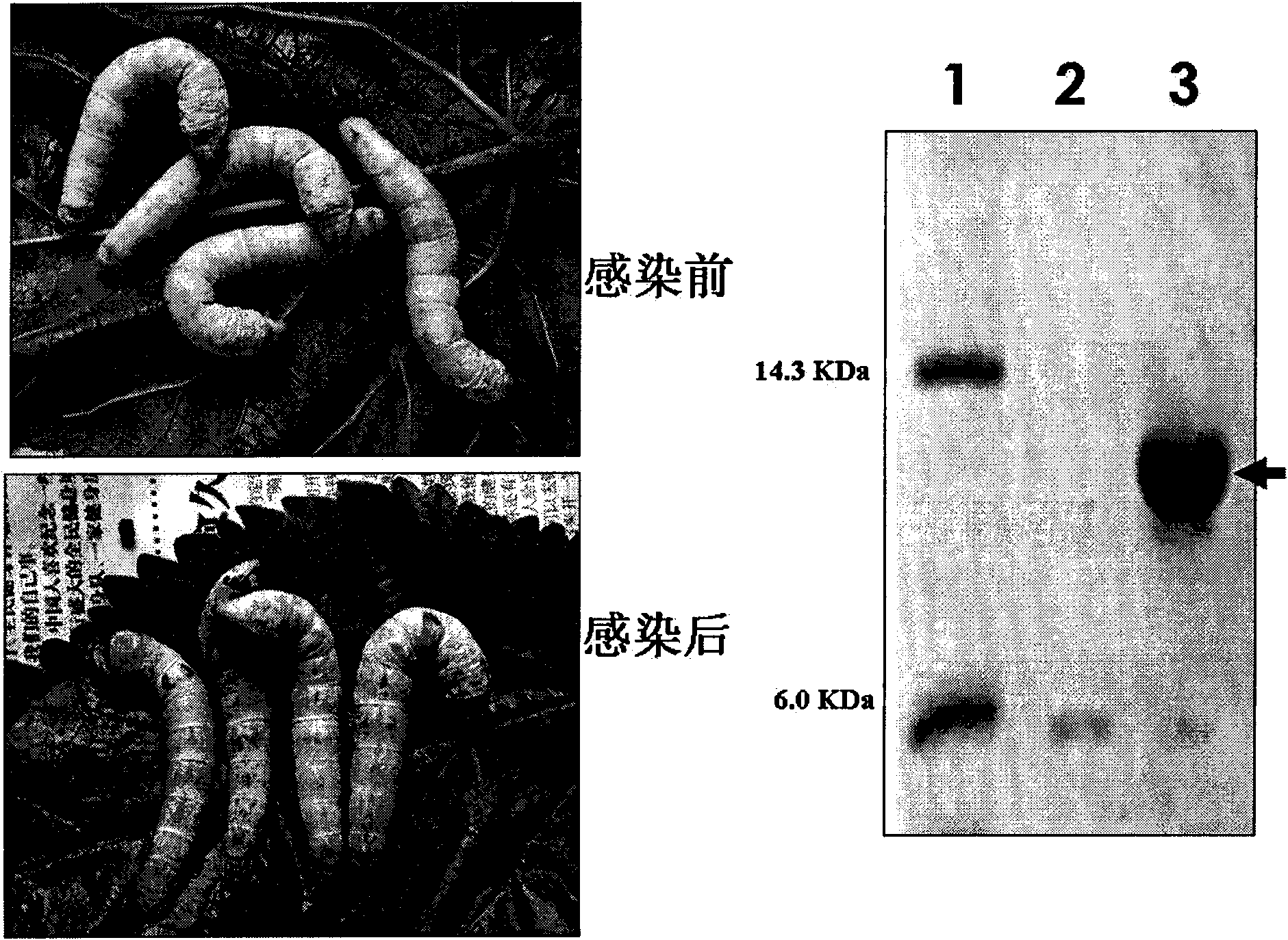 Method for producing recombinant scorpion toxin protein by adopting silkworm as parasitifer