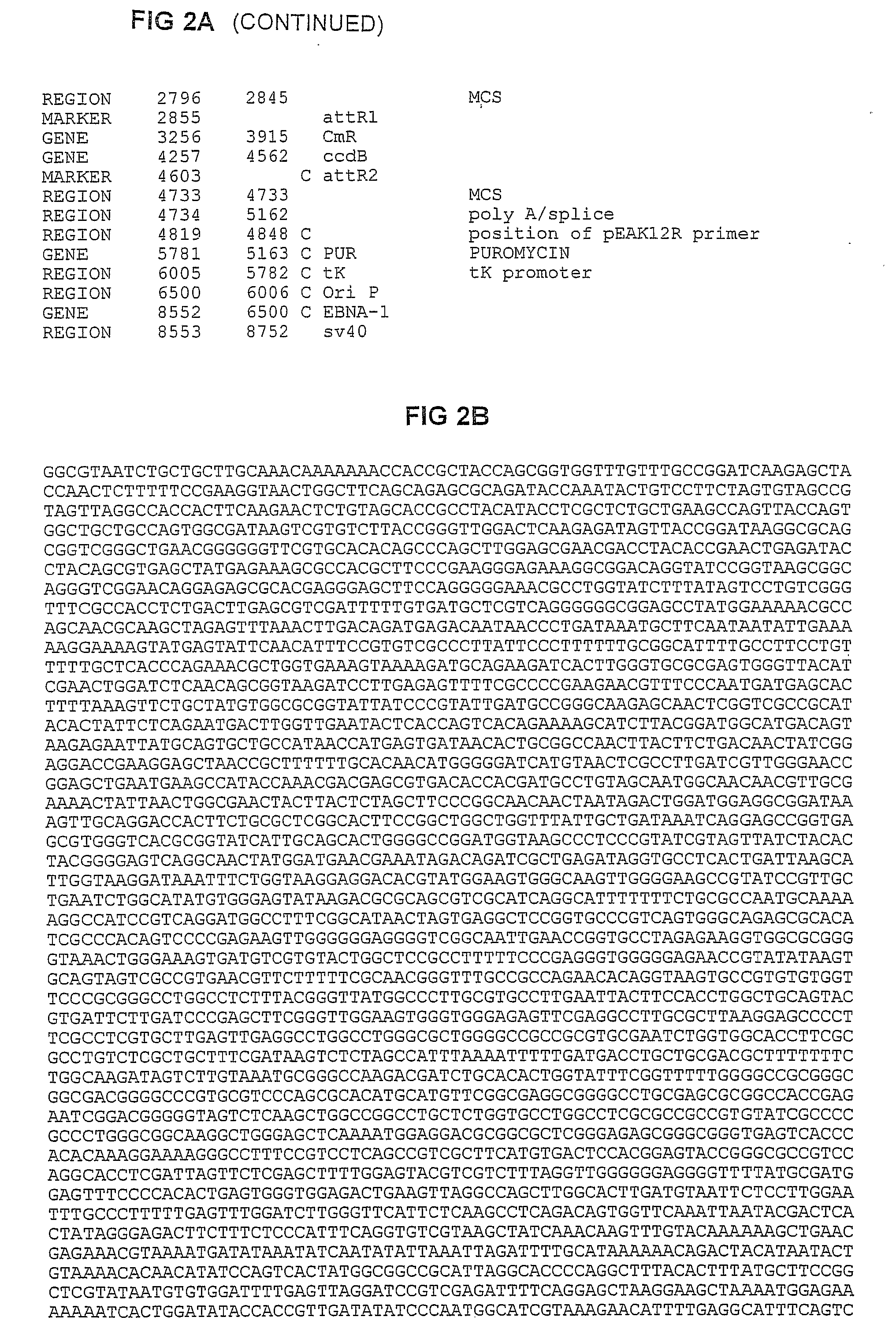 Capsules Containing Transiently Transfected Cells, Method for Preparing Same and Uses Thereof