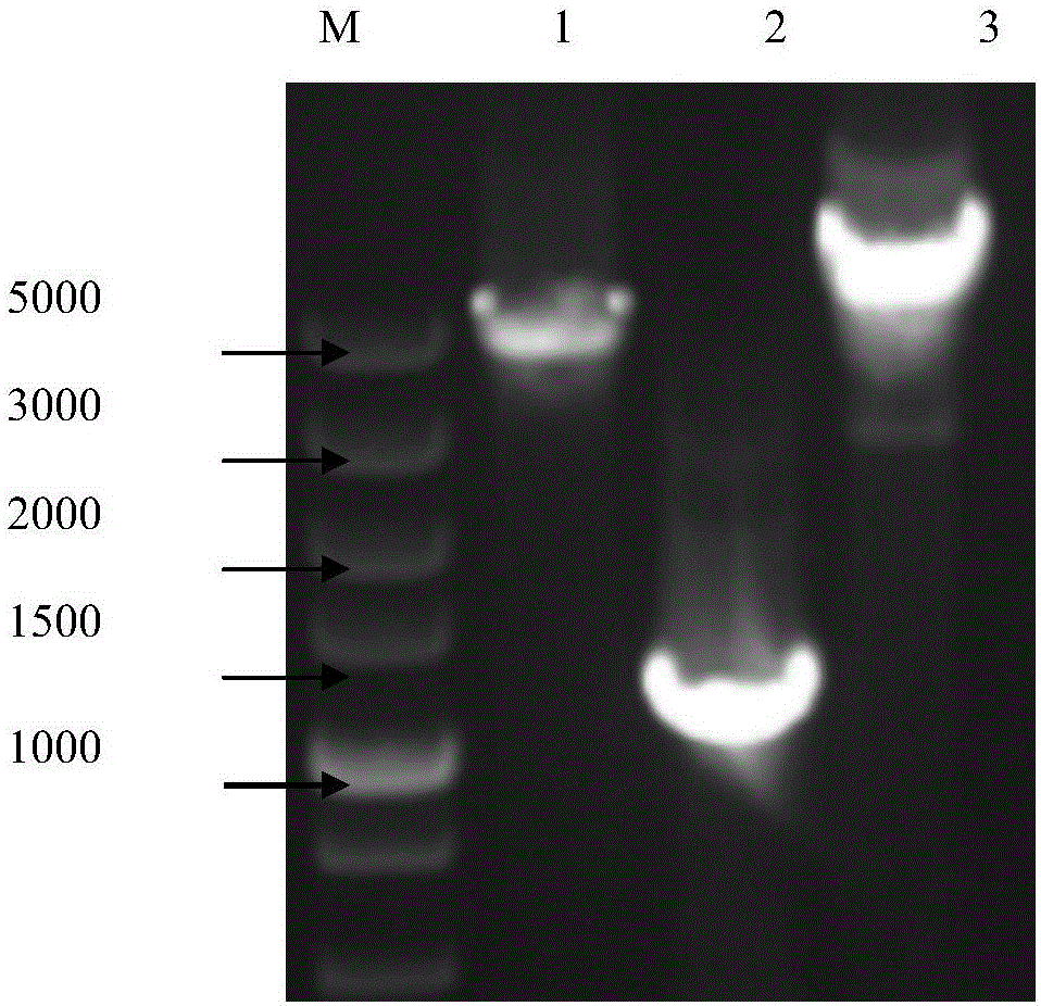 Primers for cloning SPFMV (sweet potato feathery mottle virus) O strain and full length genome sequence of SPVC (sweet potato virus C) and cloning method