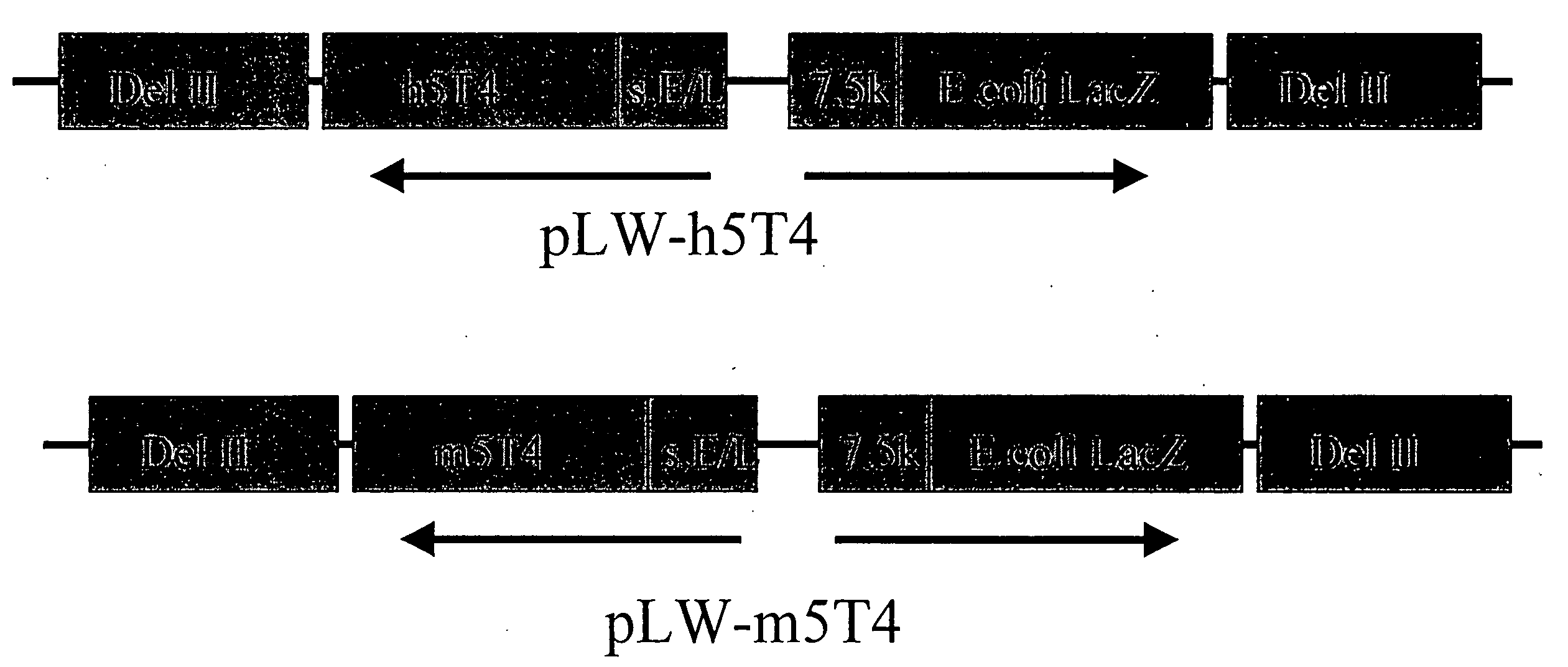 Polypeptide