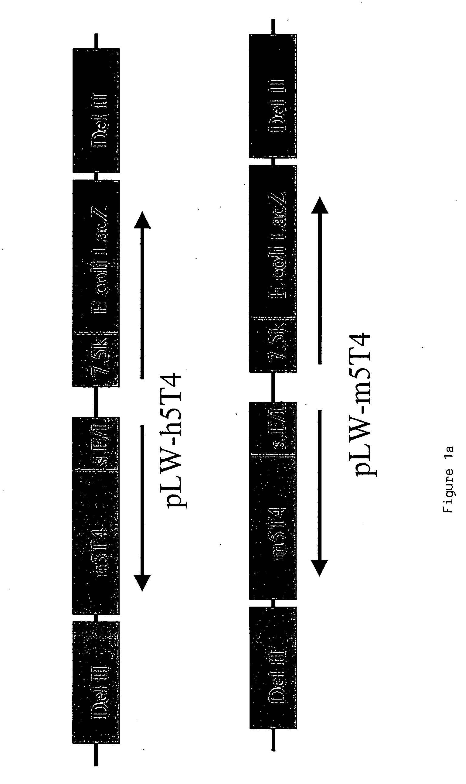 Polypeptide