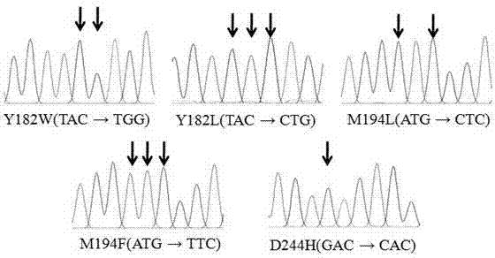 Beta-glucosidase D mutant as well as expression plasmid and recombinant bacteria thereof