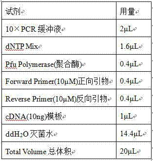 Beta-glucosidase D mutant as well as expression plasmid and recombinant bacteria thereof