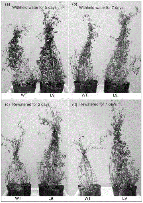 Method for cultivating stress-resistant transgenic alfalfa