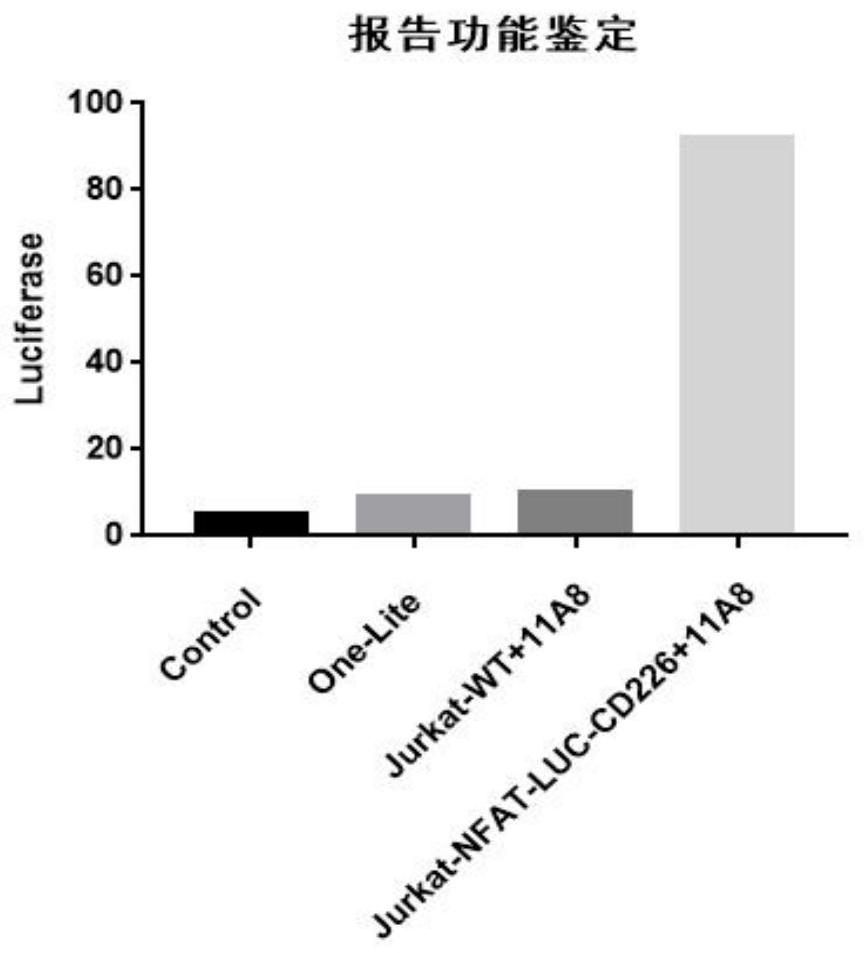 A recombinant plasmid co-expressing NFAT and human dnam-1 protein, recombinant cell and its construction method and application