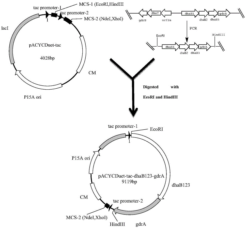 Recombinant Escherichia coli and application of recombinant Escherichia coli in synthesizing 3-hydroxypropionic acid