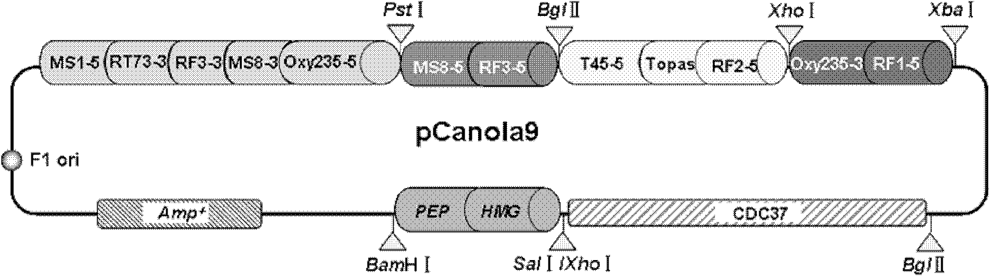 Standard molecule simultaneously suitable for specificity detection on seven transgene rape strains