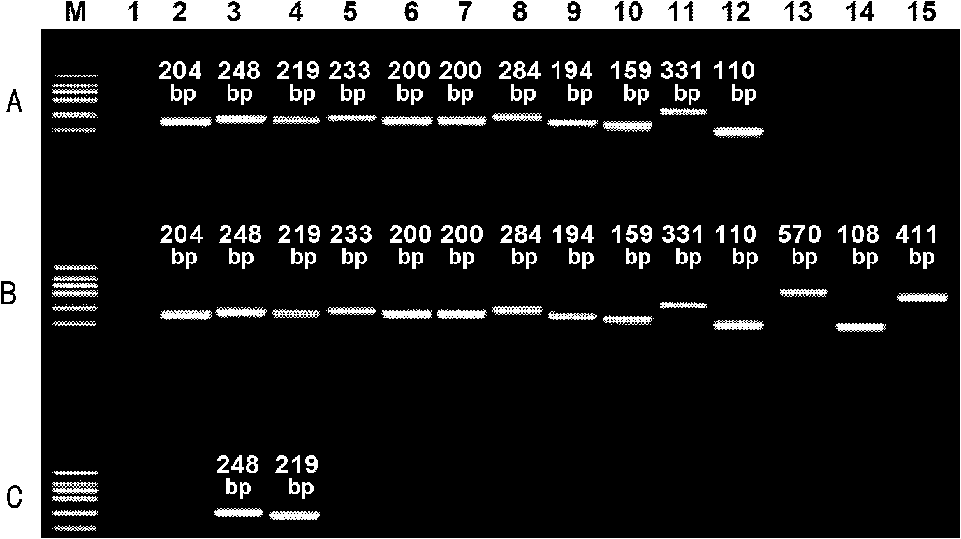 Standard molecule simultaneously suitable for specificity detection on seven transgene rape strains