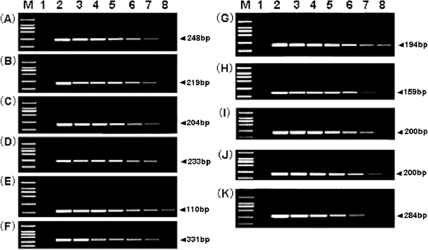 Standard molecule simultaneously suitable for specificity detection on seven transgene rape strains