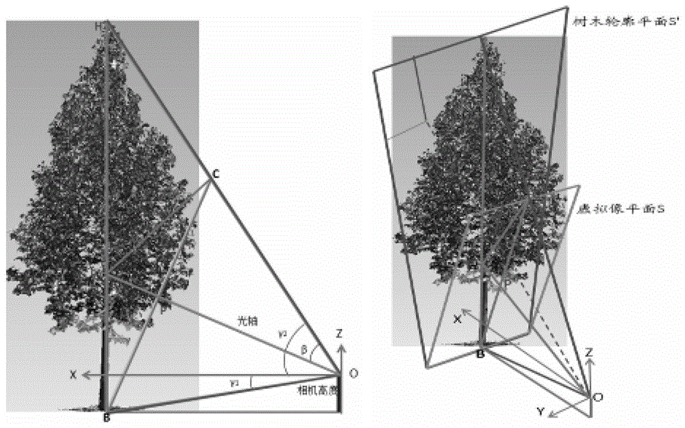 A Method for Fast Acquisition of Tree Morphological Model Parameters Based on Photogrammetry