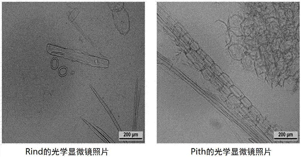 Nanocellulose utilizing non-lignocellulosic biomass, and cosmetic composition and superabsorbent material containing same