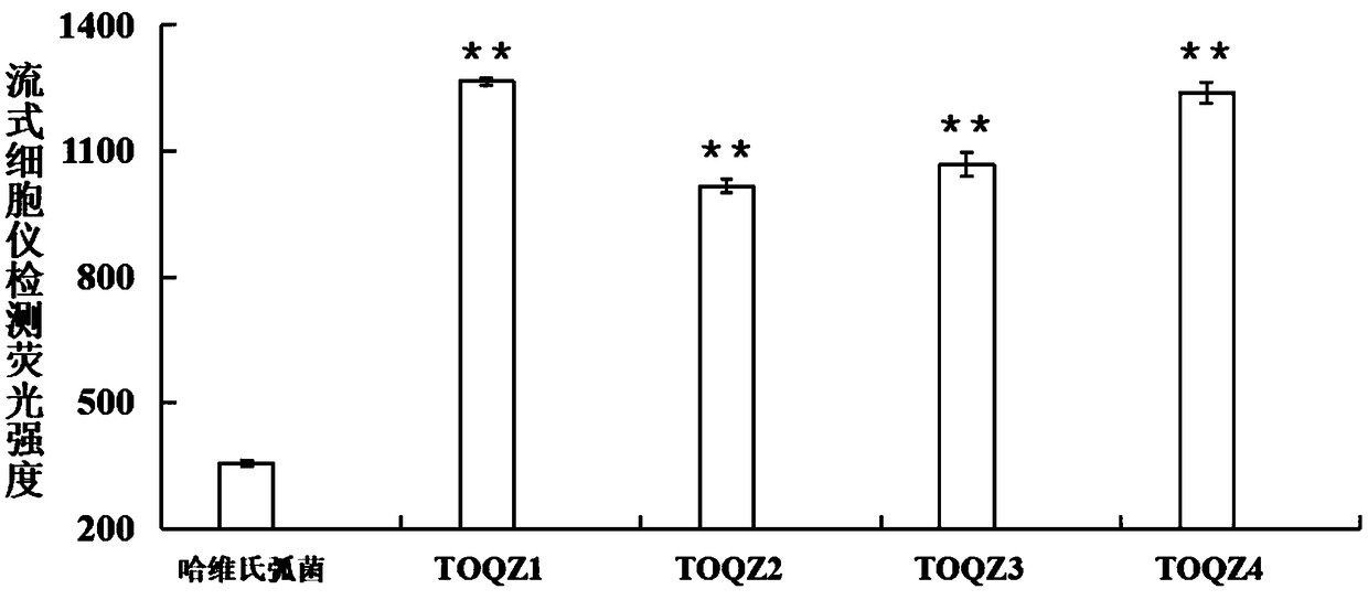 Nucleic acid aptamer and application thereof to detect trachinotus ovatus source pathogenic vibrio alginolyticus