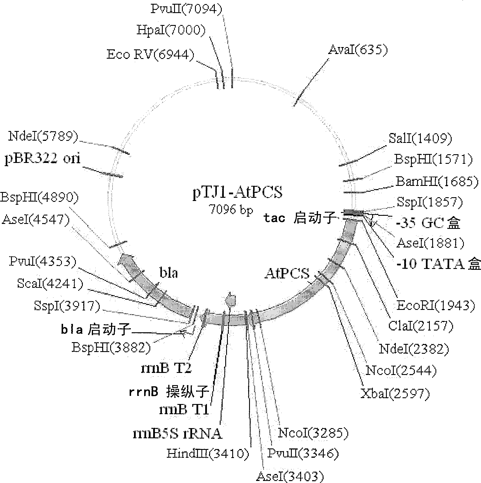 Method for preparing quantum dot using metal binding protein and recombinant microorganisms therefor