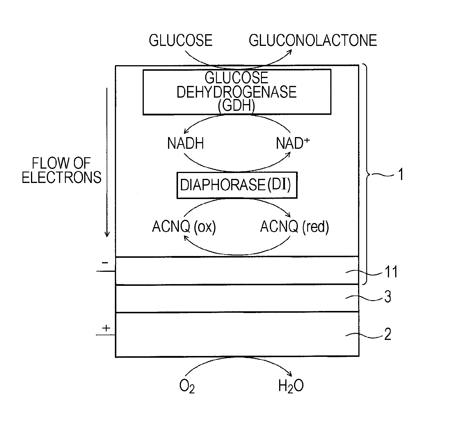 Fuel cell and method for manufacturing the same, enzyme-immobilized electrode and method for manufacturing the same, and electronic apparatus