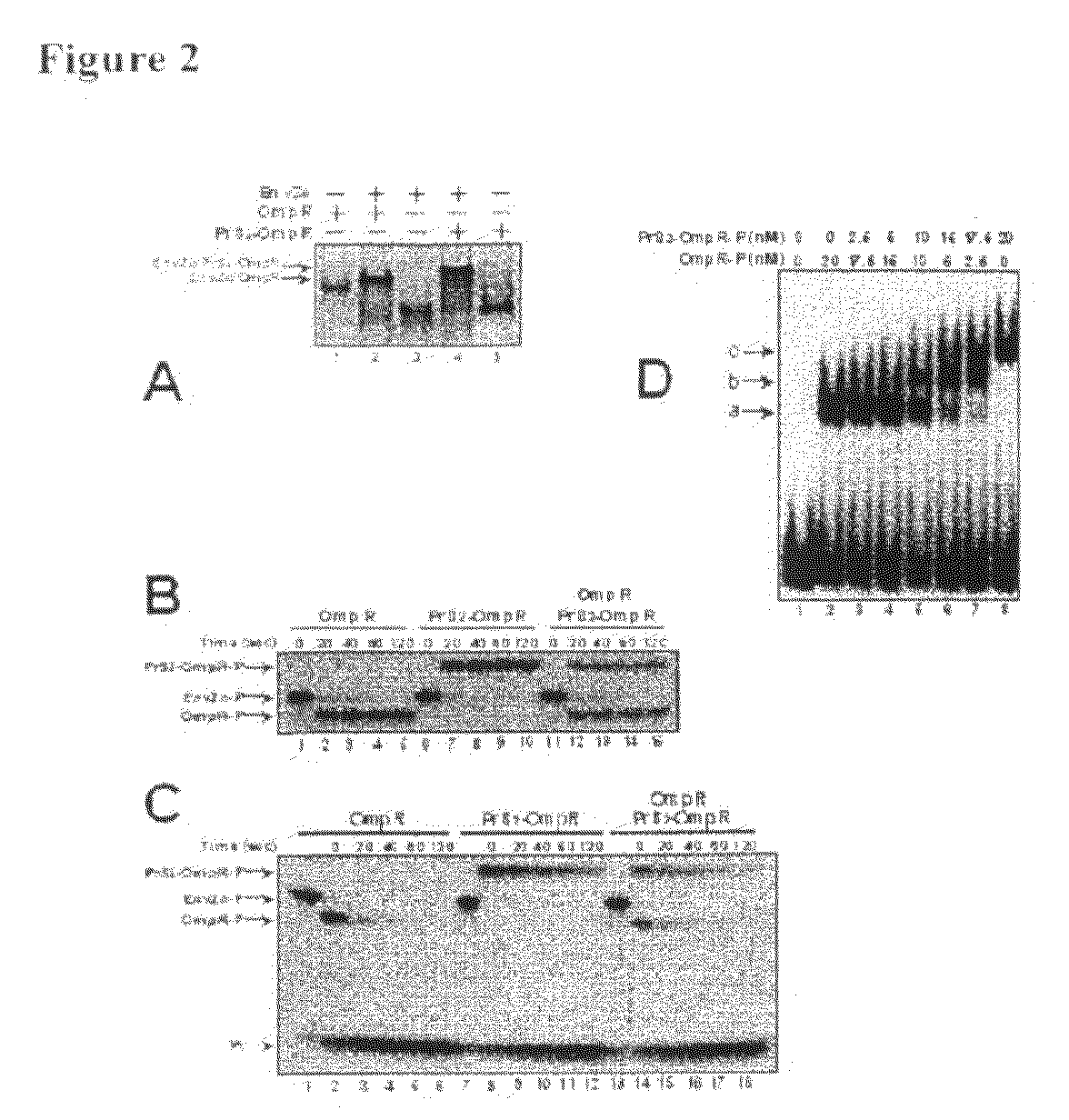 The Use of Protein S Fusion for Protein Solubilization