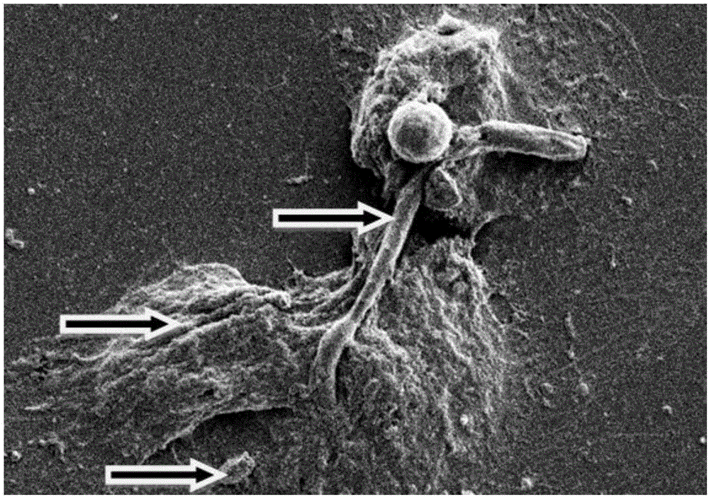 Medical health applications of sea buckthron oil for mucosal repair and nutrition