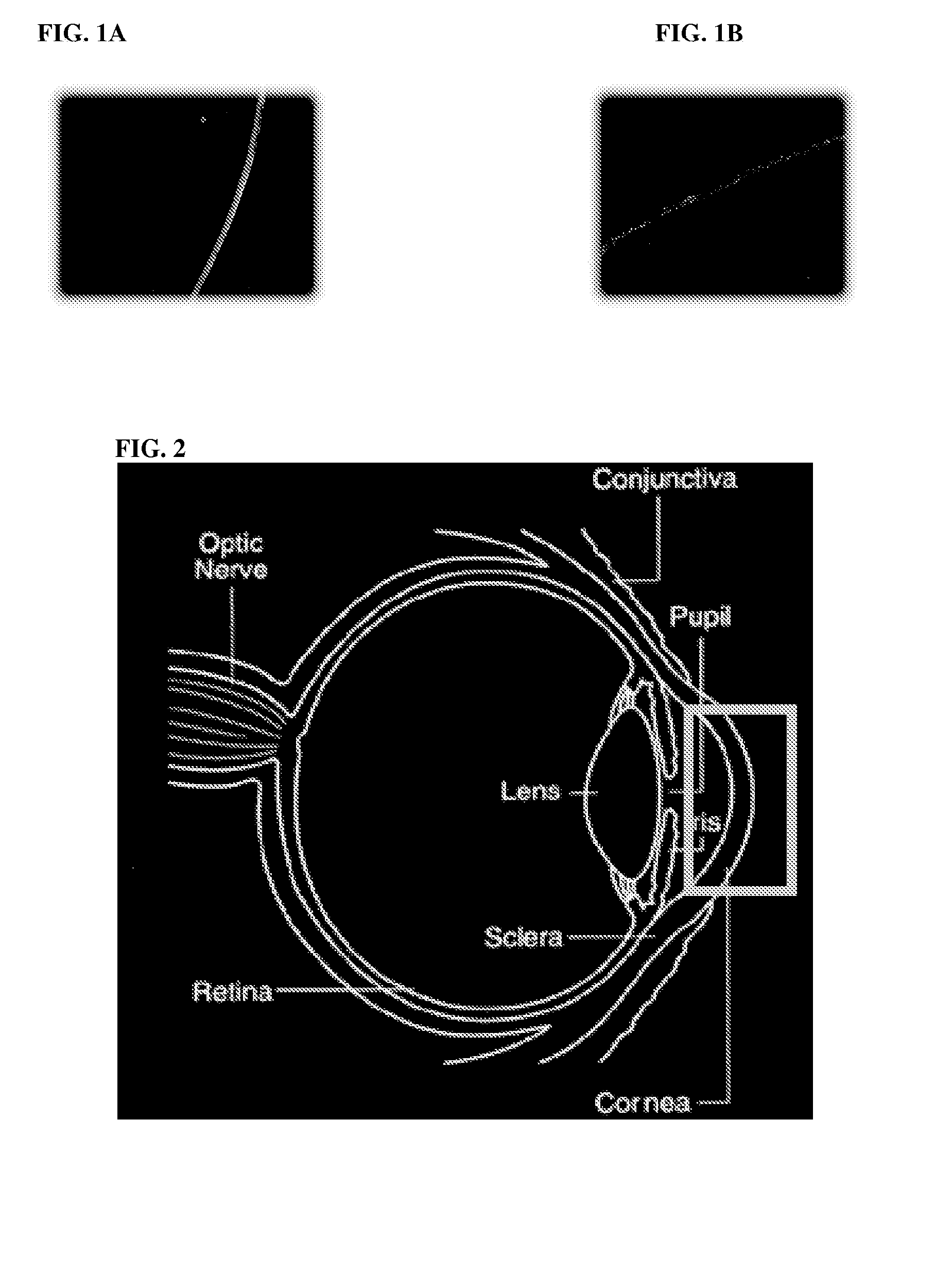 Composition and method for corneal proliferation