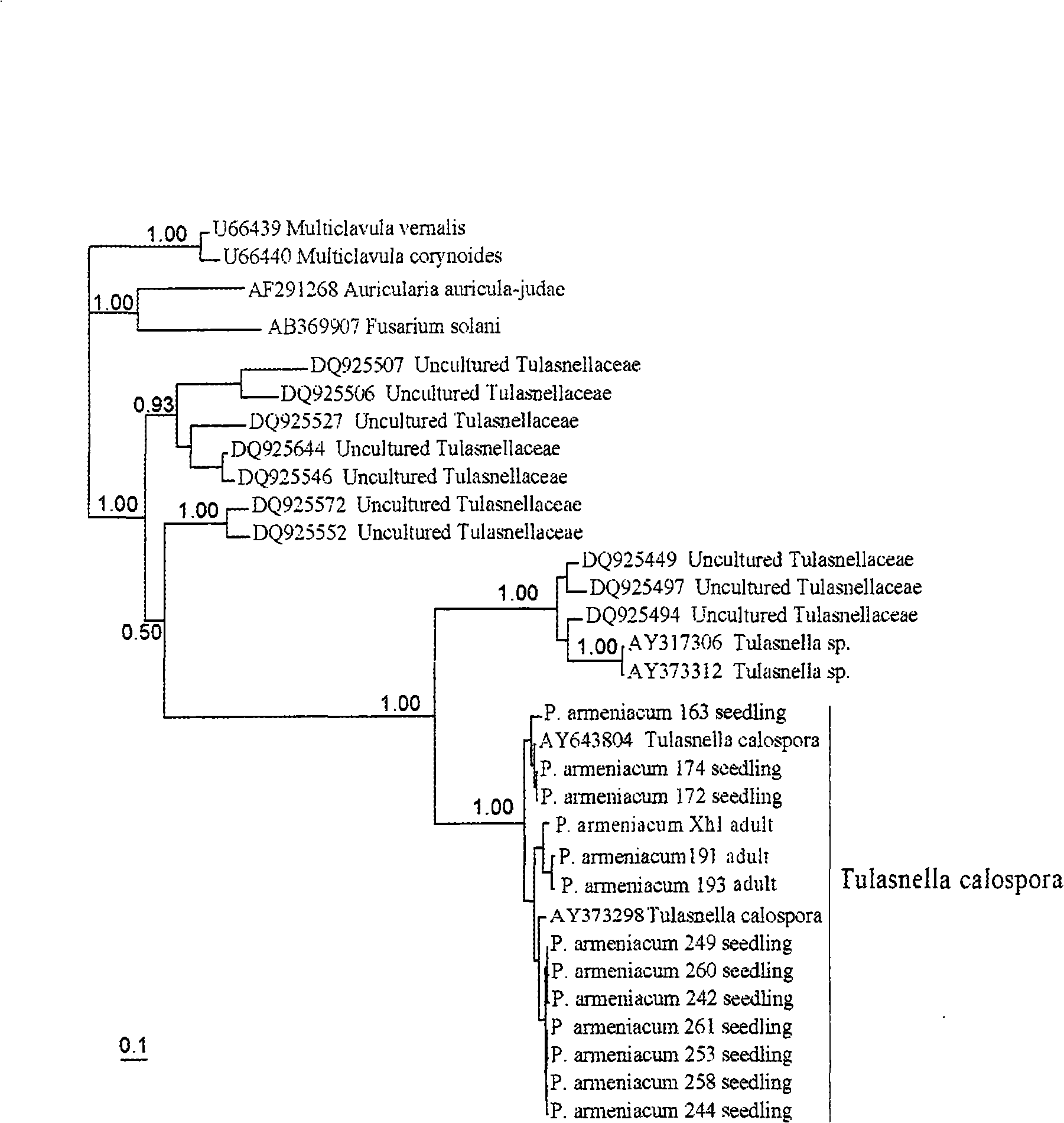 Aseptic seedling mycorrhizal method for paphiopedilum armeniacum