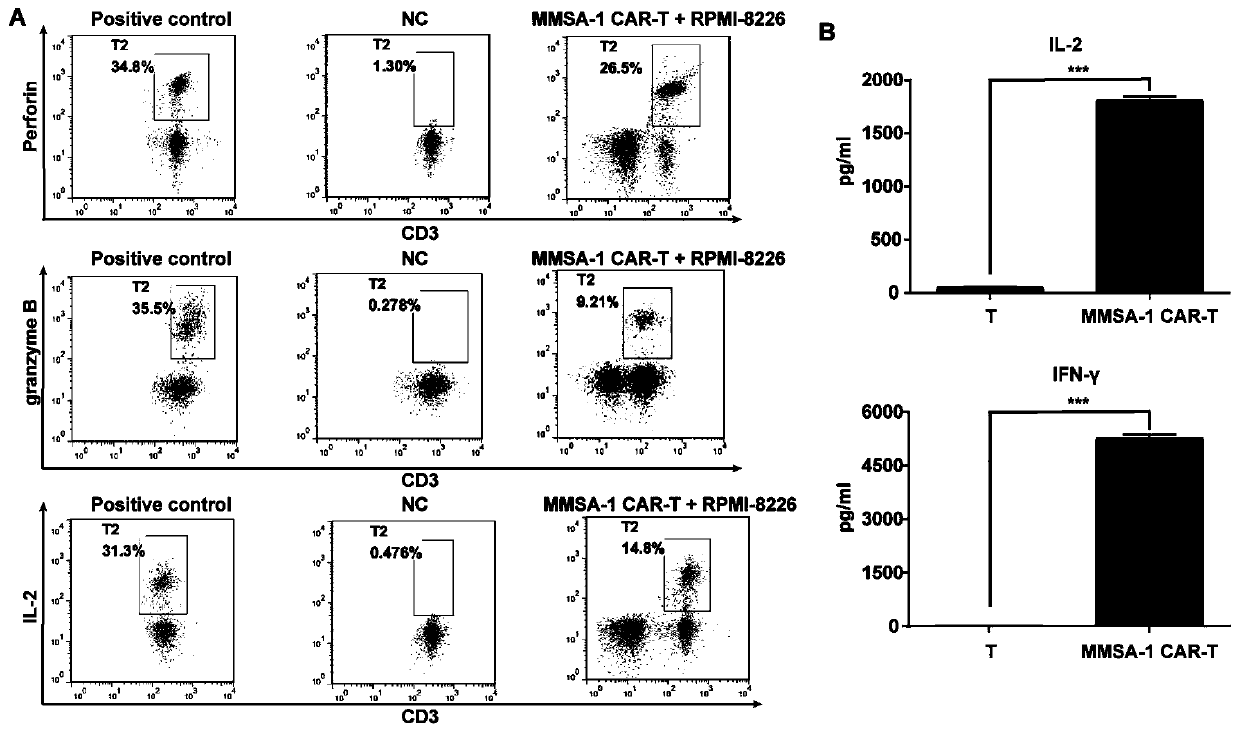 Targeted-MMSA-1-chimeric-antigen-receptor-modified T lymphocyte as well as preparation method and application thereof