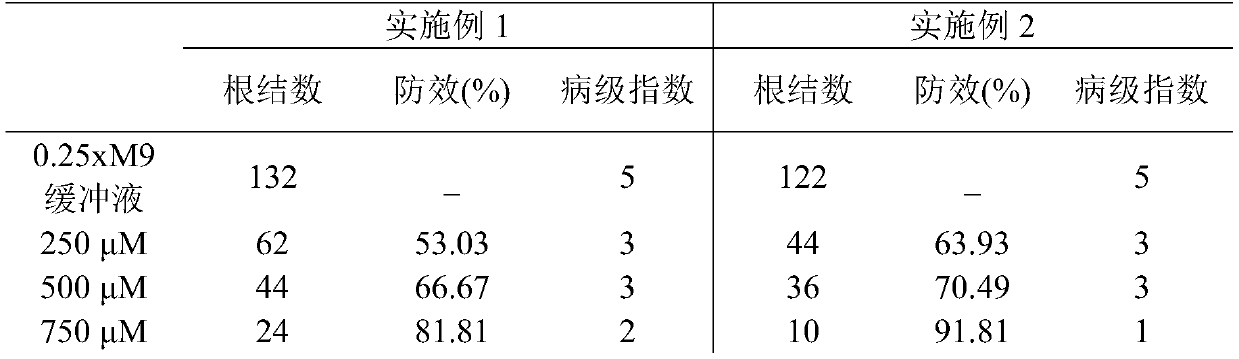 New use of chloroquine in prevention and control of root-knot nematodes