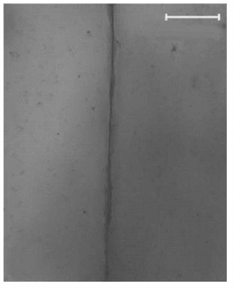 Preparation method and self-repair method of self-repairable polymethylmethacrylate resin film