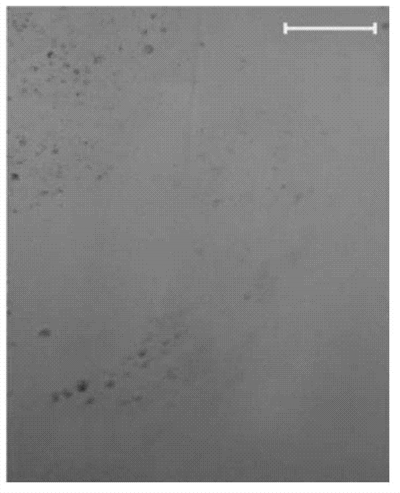 Preparation method and self-repair method of self-repairable polymethylmethacrylate resin film