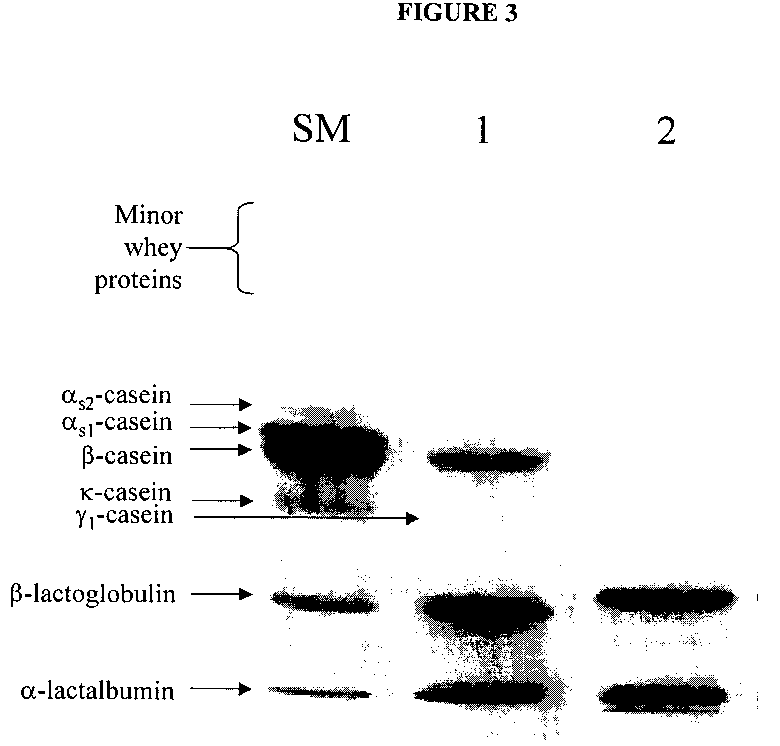 Purification of beta casein from milk