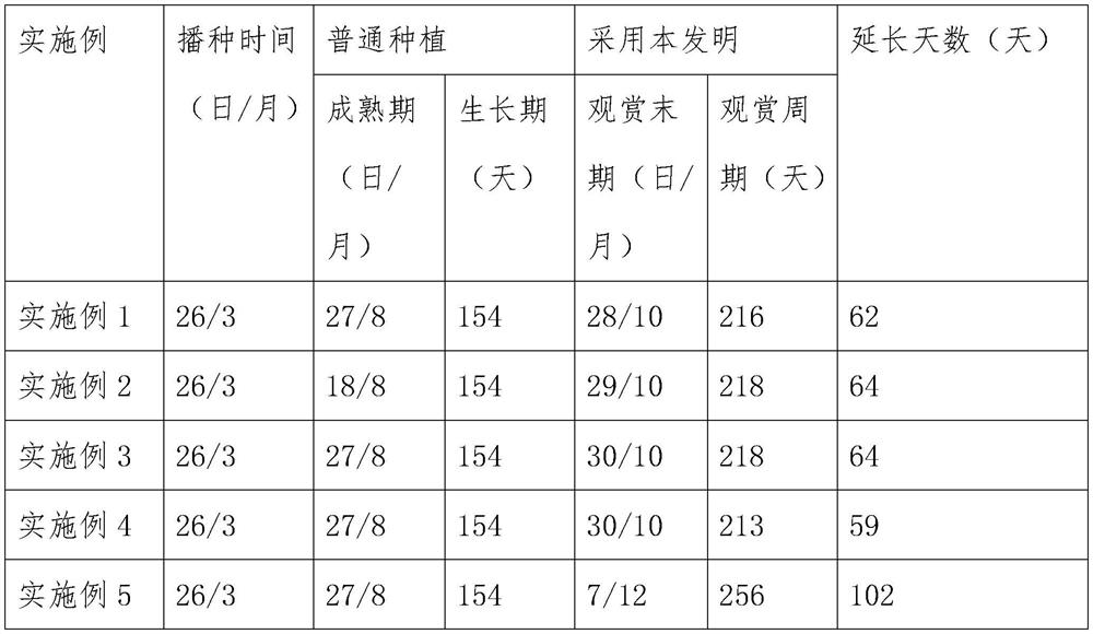 A method for planting leaf-viewing rice for prolonging viewing time