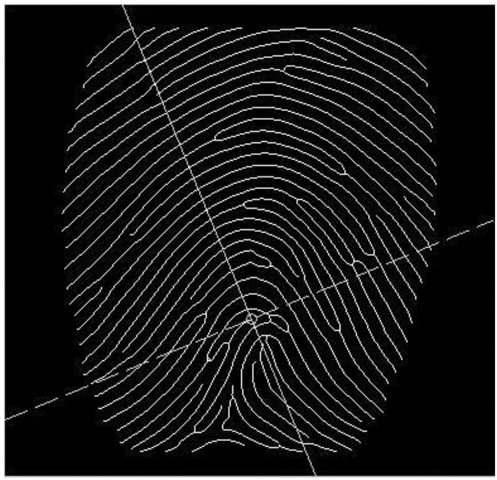 Fingerprint feature construction method based on minutiae