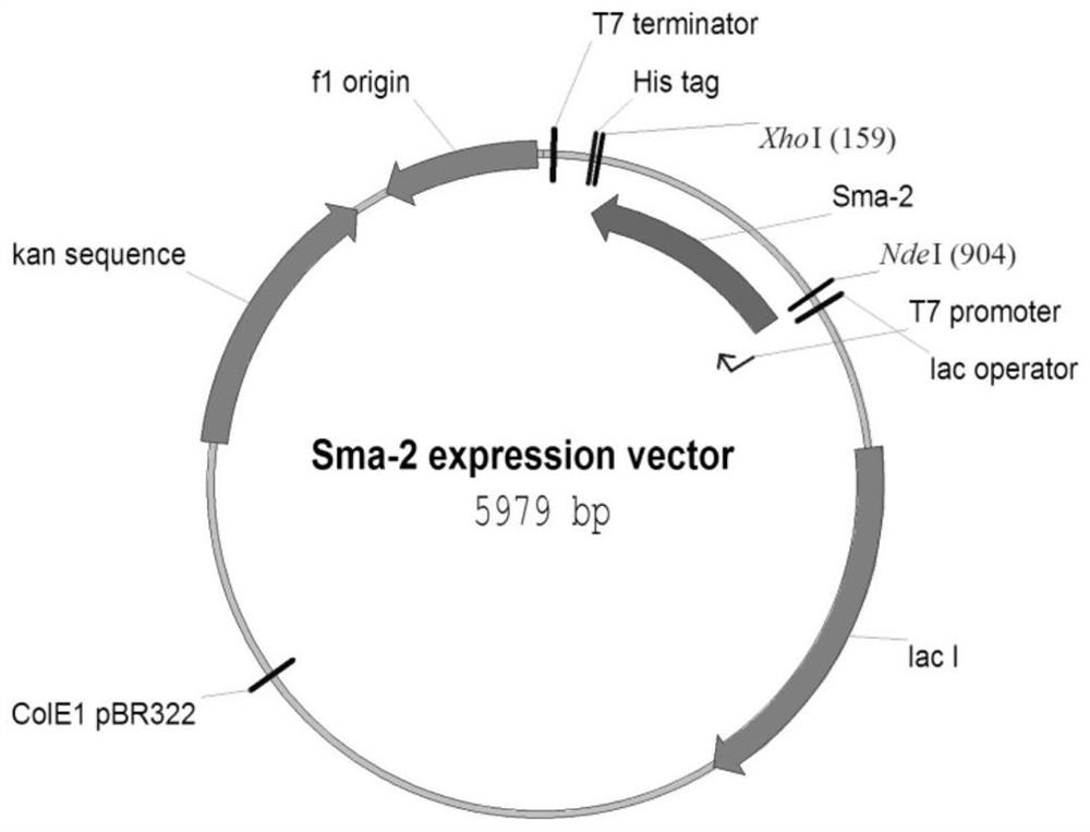 Method for preparing darunavir intermediate through biological catalysis